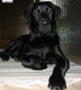 Foto -Labrador Retriever [Kira] (44) neu.jpg